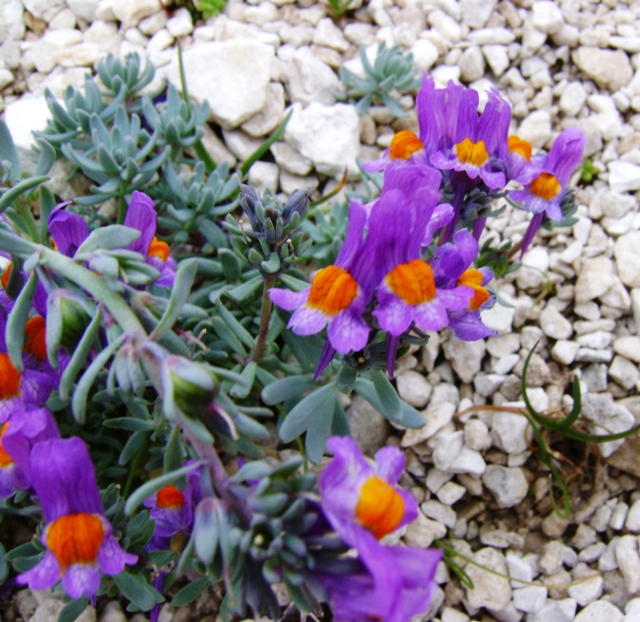 Linaria alpina / Linajola alpina